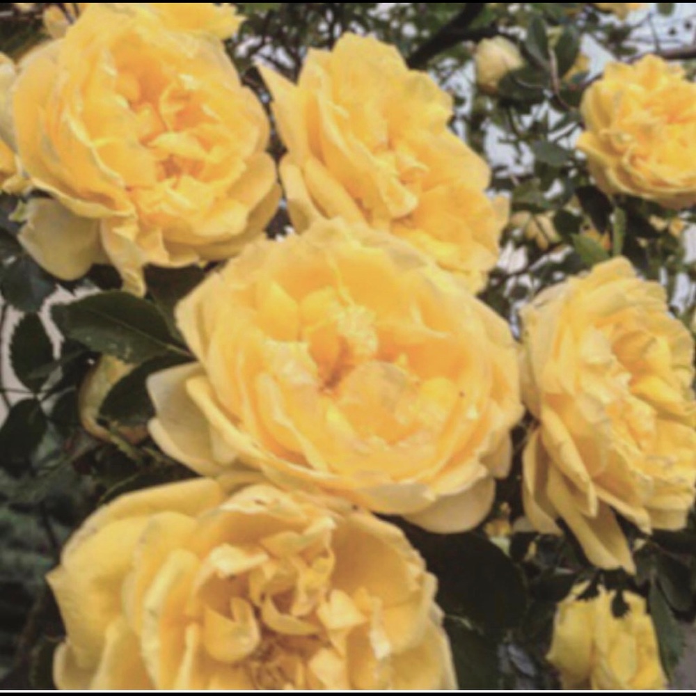 This is Victoria 🎀